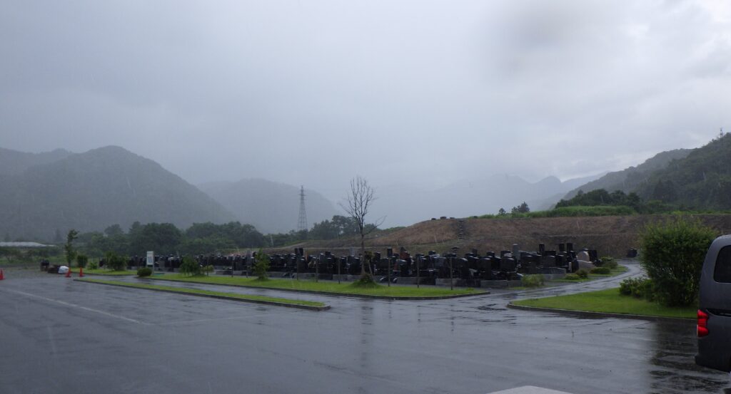 キバナコスモスの種を蒔きました