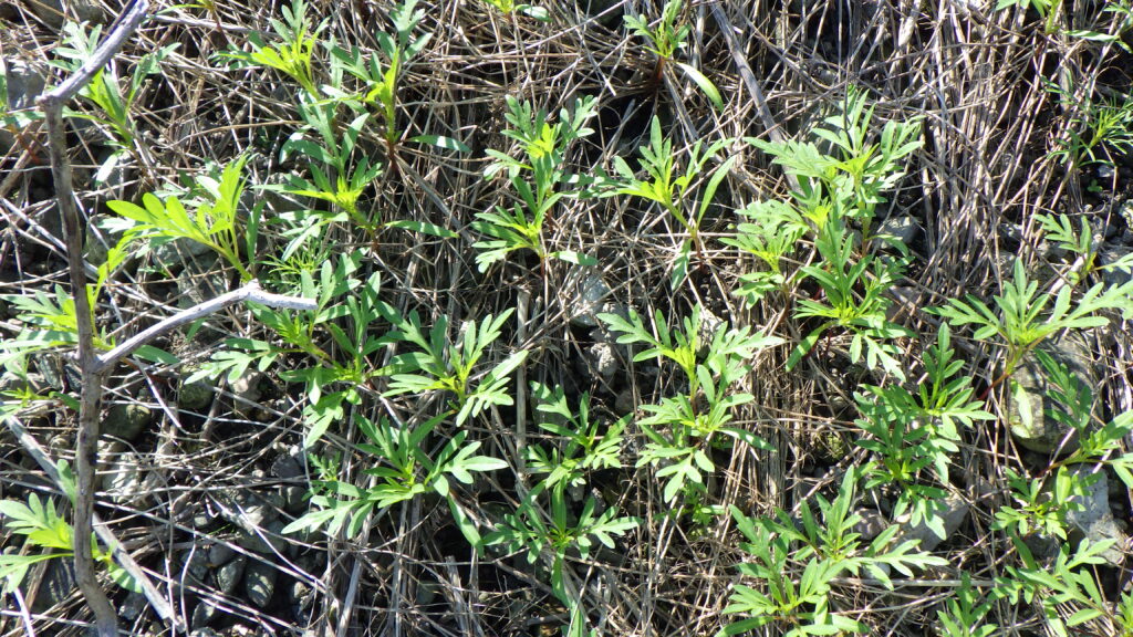 キバナコスモスの発育状況