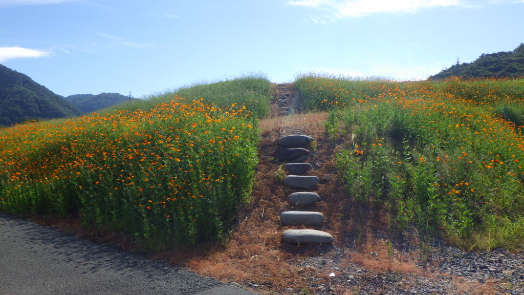 キバナコスモスが咲き始めました