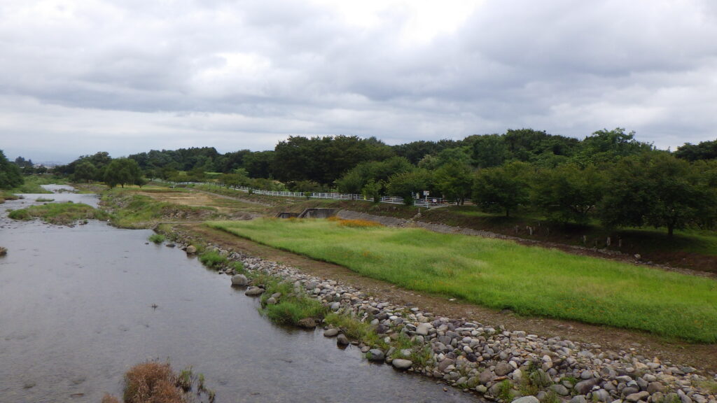 キバナコスモス情報