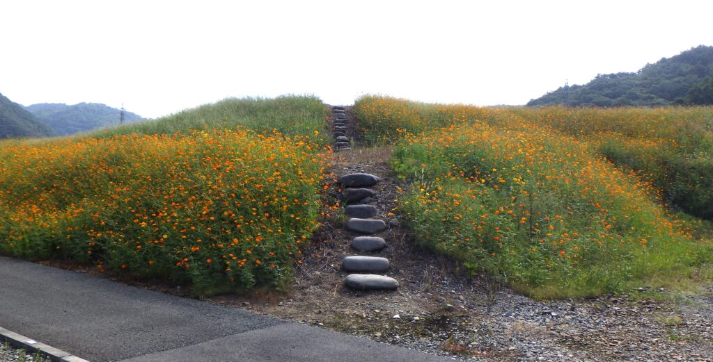 今が見頃のキバナコスモス