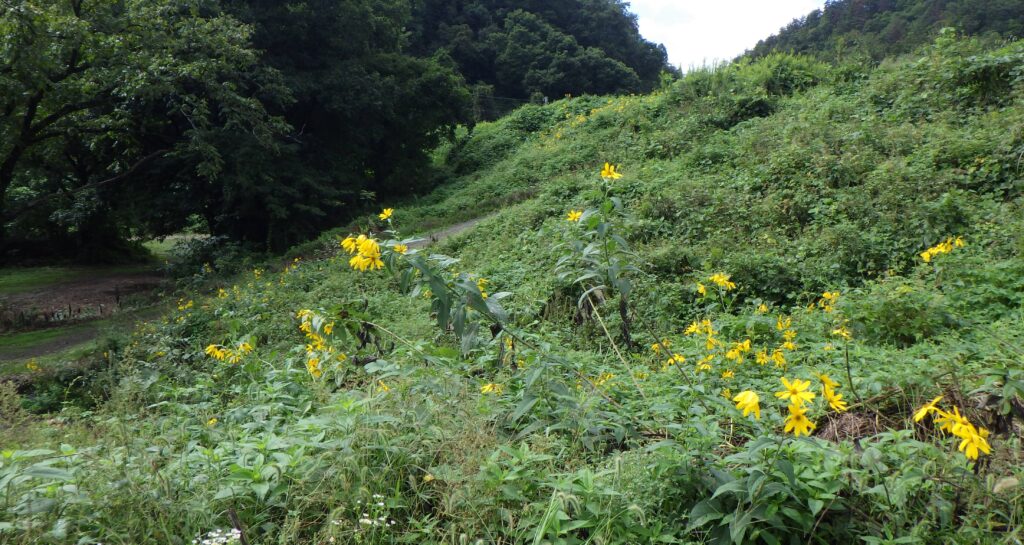 花は咲くもの散り落ちるもの
