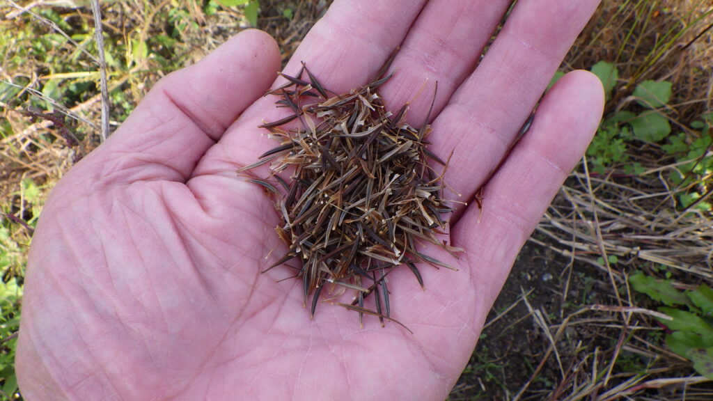 キバナコスモスの種取り