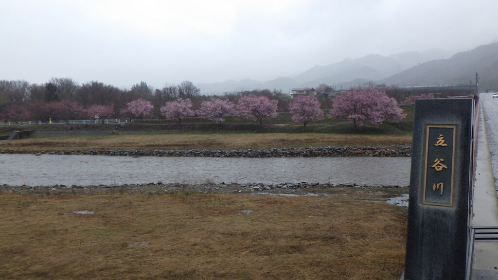 立谷川の桜・芝桜情報