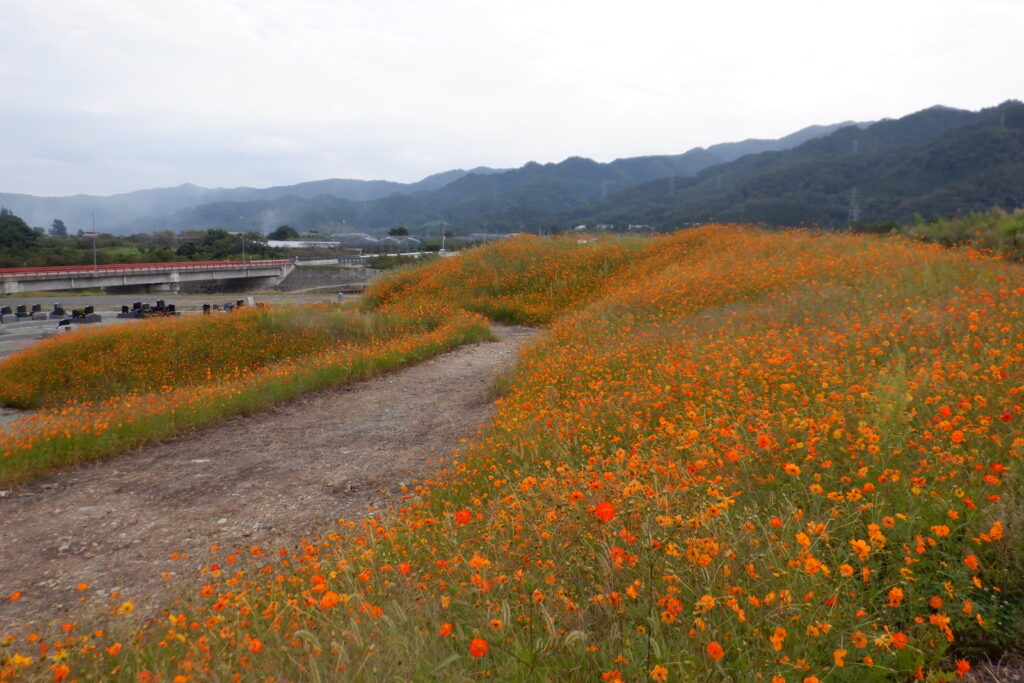 キバナコスモスの種が発芽しました
