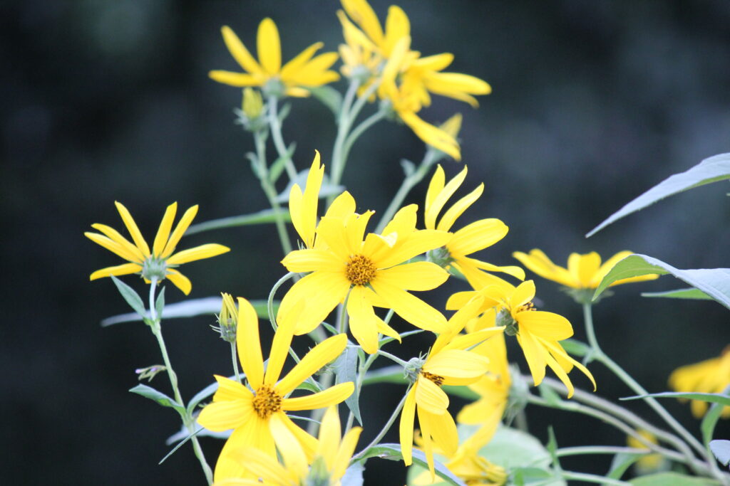 秋彼岸でございます