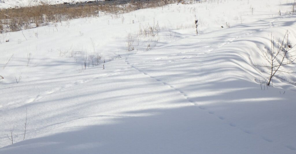 キツネのお墓参り