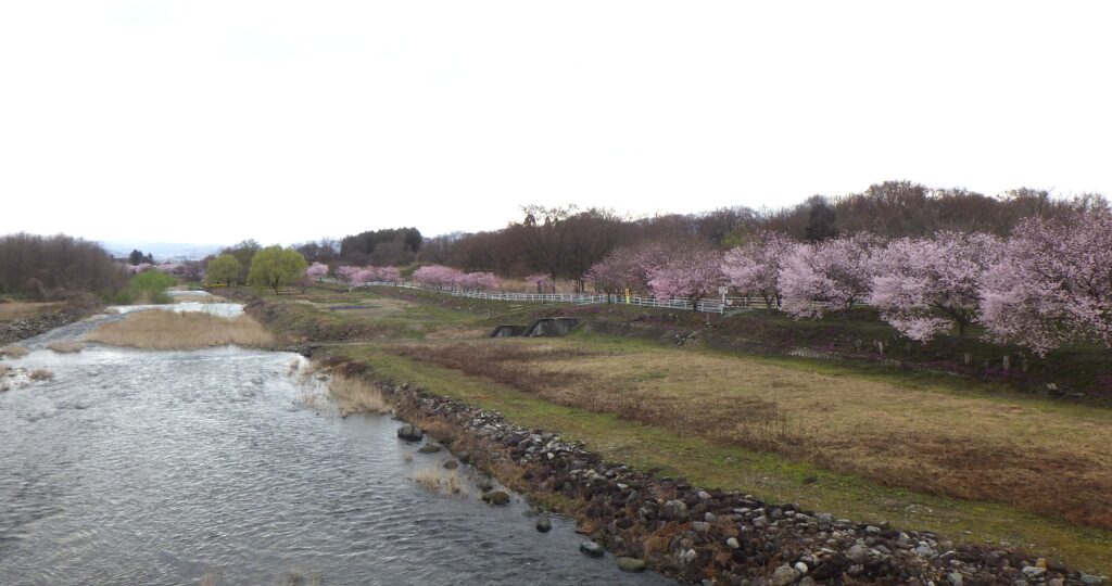 立谷川の桜と芝ざくら開花情報