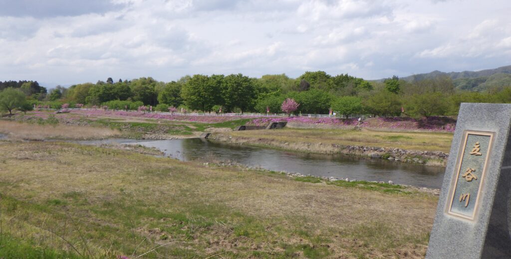芝桜　いつの間にやら　姥桜