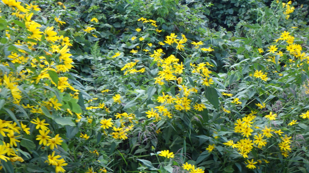 キクイモの花