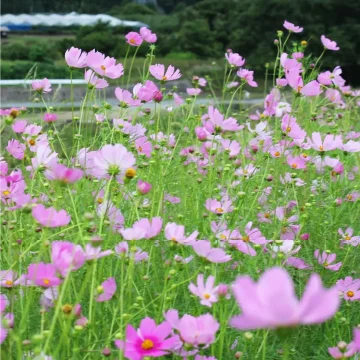 Instagram投稿のイメージ